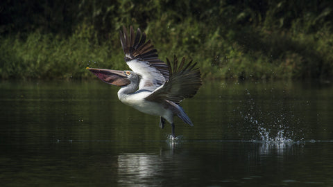 Pelican Take Off by Sunnys Snaps