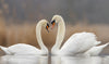 Valentine's Day Gift - Two Swan Romance - Large Art Prints