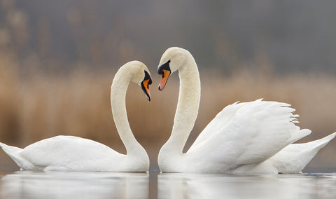 Valentines Day Gift - Two Swan Romance - Framed Prints by Sina Irani