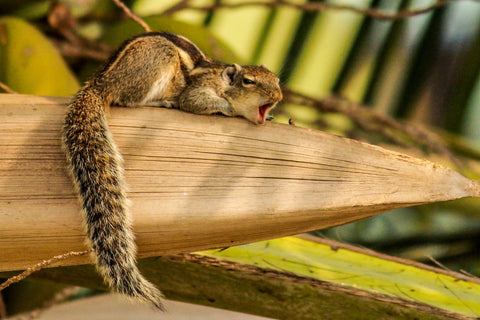 Yawning Squirrel - Art Prints