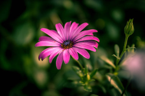 Petals - Art Prints