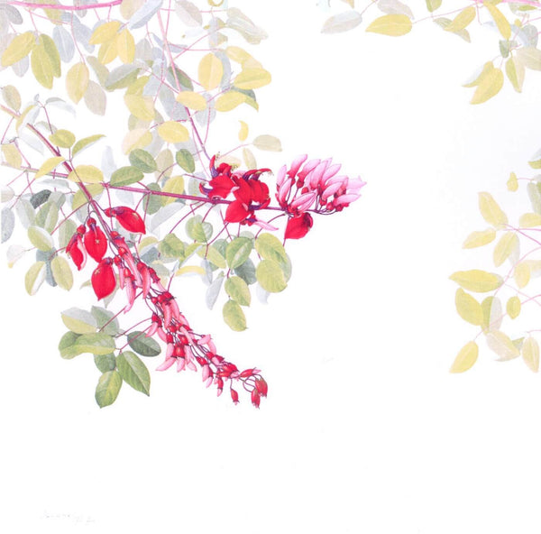 Red Tulip - Framed Prints