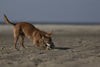 Chiuahua On The Beach - Canvas Prints