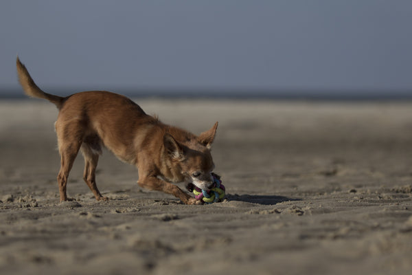 Chiuahua On The Beach - Canvas Prints