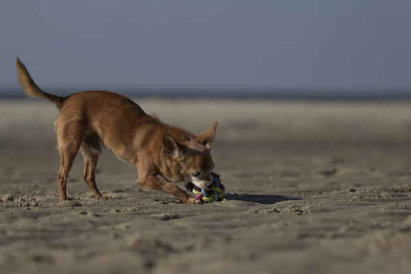 Chiuahua On The Beach - Life Size Posters