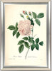 Set Of 4 Botanical Illustration Paintings - Premium Quality Framed Print (9 x 12 inches)