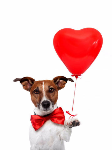 Cute Dog with Heart - Posters