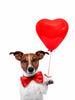 Cute Dog with Heart - Canvas Prints