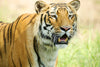 Royal Bengal Tiger - Canvas Prints