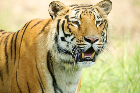 Royal Bengal Tiger by Sanjeev Iddalgi