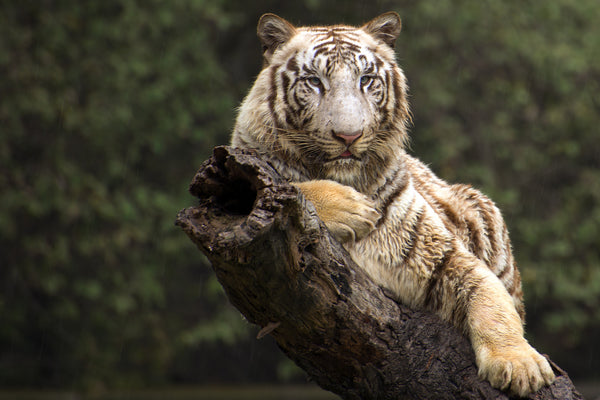 White Tiger Enjoying Rain - Posters