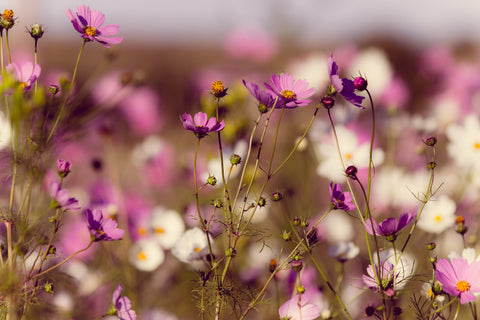 Flowers For You, Mom - Framed Prints