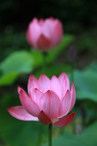 Sacred Lotus by Tallenge Store