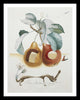 Set Of 4 Fruit Series Paintings 2 By Salvador Dali - Premium Quality Framed Digital Print (19 x 24 inches)