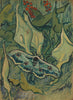 Giant Peacock Moth - Posters