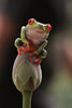 Frog - Canvas Prints