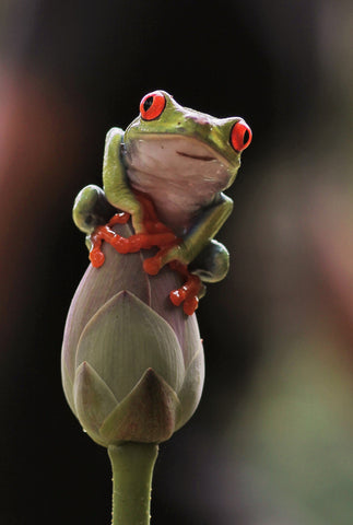 Frog - Canvas Prints