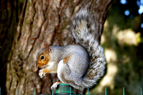 Squirrel's Lunch - Framed Prints