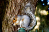 Squirrel's Lunch - Framed Prints