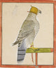 A Favourite Falcon Of Raja Balwant Singh Of Jasrota - C.1737 -  Vintage Indian Miniature Art Painting - Posters