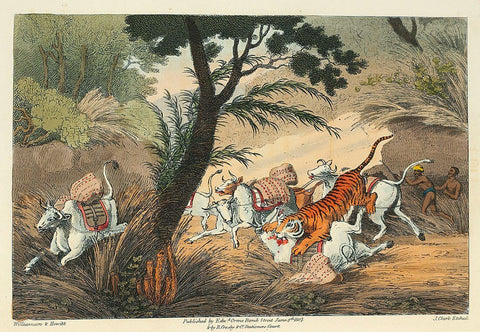 A Tiger Seizing a Bullcock in a Pass - Thomas Williamson And Samuel Howitt -  Indian Vintage Orientalist Painting - Art Prints