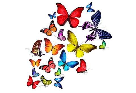 A Collection Of Brilliant Butterflies - Art Prints