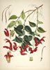 Aeschynanthus Bracteatus - Walter Hood Fitch- Vintage Botanical Illustration Art Print 1855 - Posters