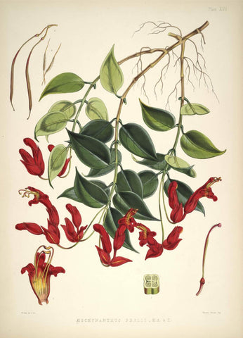 Aeschynanthus Bracteatus -  Walter Hood Fitch- Vintage Botanical Illustration Art Print 1855 - Canvas Prints