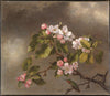 Hummingbird And Apple Blossoms - Canvas Prints