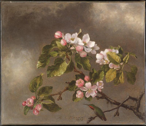 Hummingbird And Apple Blossoms - Canvas Prints by Martin Johnson Heade