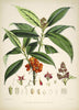 Aucuba Himalaica - Vintage Himalayan Botanical Illustration Art Print - Life Size Posters