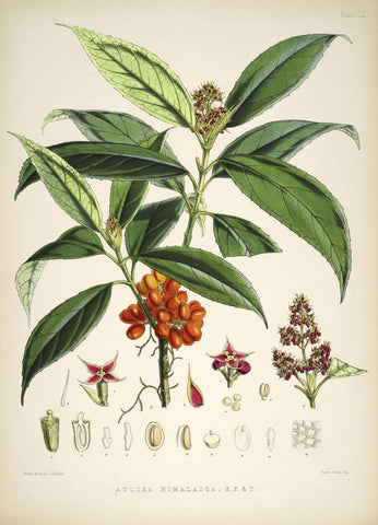Aucuba Himalaica - Vintage Himalayan Botanical Illustration Art Print - Life Size Posters by Stella