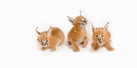 Baby Caracal Kittens - Canvas Prints