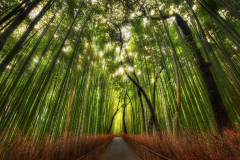 Bamboo Trees - Large Art Prints by Emily Harper