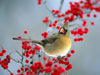 Beautiful Bird with Red Berries - Canvas Prints