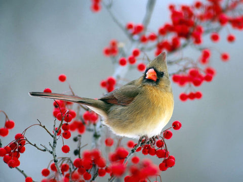 Beautiful Bird with Red Berries - Posters