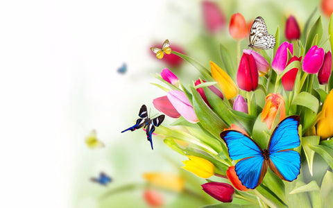 Beautiful Butterflies On Flowers - Framed Prints
