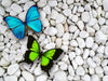 Beautiful Butterflies Sitting On Pebbles - Art Prints