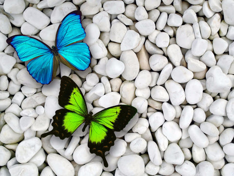 Beautiful Butterflies Sitting On Pebbles - Art Prints