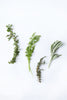 Beautiful Herbs - Life Size Posters