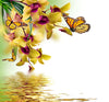 Beautiful Butterflies Sitting On Orchid Flowers - Framed Prints
