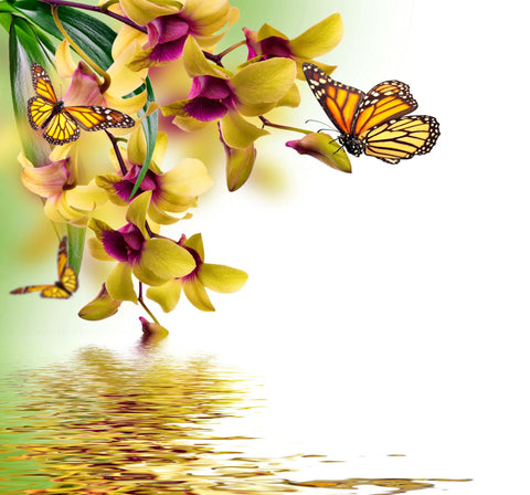 Beautiful Butterflies Sitting On Orchid Flowers - Canvas Prints