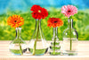 Beautiful Daisies In Vases - Art Prints