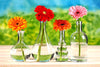 Beautiful Daisies In Vases - Canvas Prints