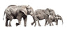 Beautiful Elephant Family - Painting Poster - Canvas Prints