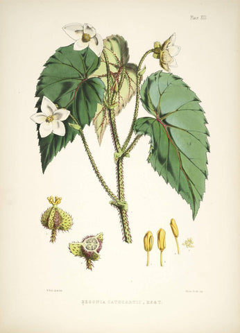 Begonia Cathcarti - Vintage Himalayan Botanical Illustration Art Print - 1855 - Life Size Posters by Stella
