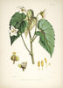 Begonia Cathcarti - Vintage Himalayan Botanical Illustration Art Print - 1855 - Life Size Posters