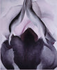 Black Iris - Canvas Prints