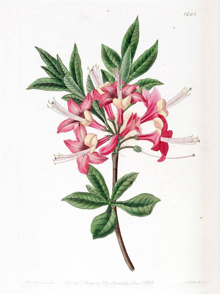 Botanical Illustration - Azalea Rhodendron - Canvas Prints