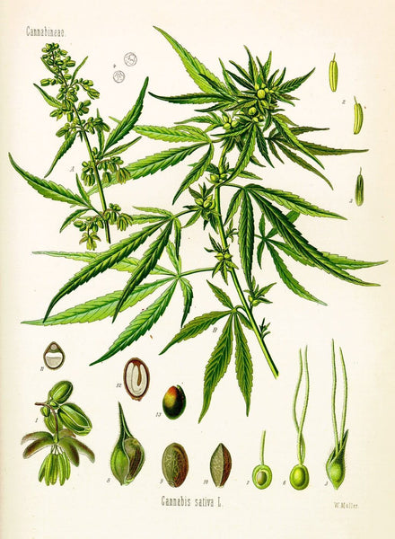 Botanical Illustration - Cannabis Sativa Drawing in Medical Text - Vintage Art c1897 - Canvas Prints